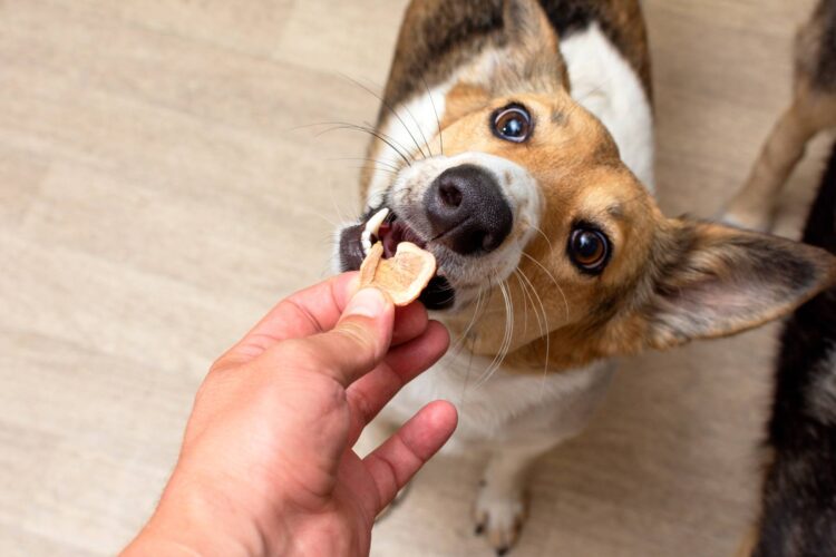 Dehydrated Juice Pulp Dog Treats Recipe